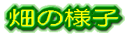 �W���K�C���̎��n 7��5��