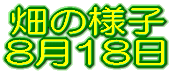���̗l�q 8��18�� 