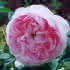 duchesse de montebello