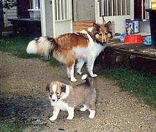 �V�F���ƃ���