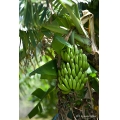 simabanana_1.jpg
