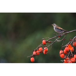m_tugumi.jpg