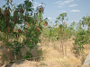 CIMG0223_thumb.png