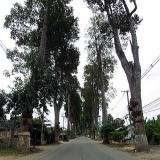 ChiangMai Roadside Tree