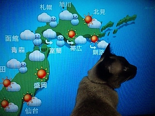 �Ƃ˂� �͂ȁA�V�C�\�񂪍D���B2011�N2��18���B
