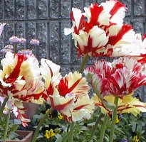 tulips 21KB