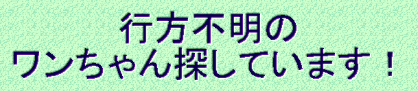 行方不明の ワンちゃん探しています!