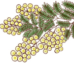 植物のイラストA