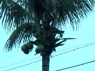 街路樹が椰子の木