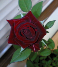 rose-1.jpg 200232 50K