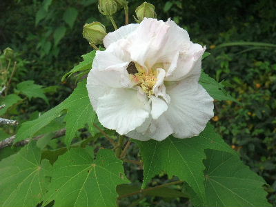 喫茶店　梨風庵の酔芙蓉