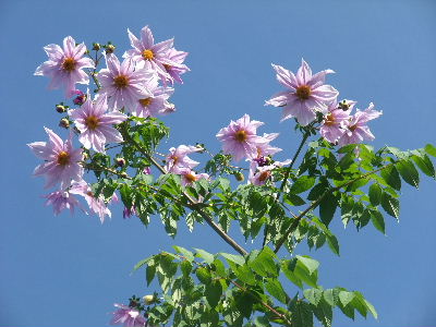 学園前　梨風庵の皇帝ダリア