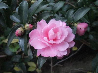 喫茶店　梨風庵のサザンカ