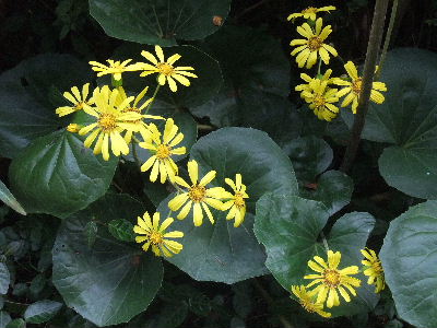 学園前　梨風庵のツワブキ