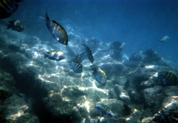 Ȃ