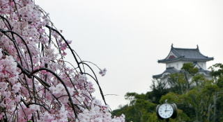 明石城址の桜