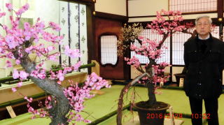 天満宮盆梅展