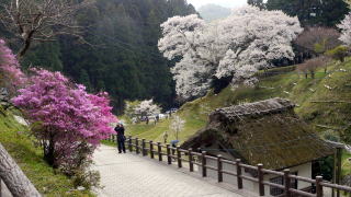 仏隆寺の千年桜