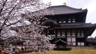 大仏殿の桜