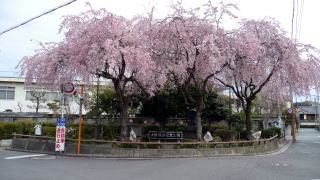 大仏公園の桜