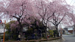 大仏公園のしだれ桜