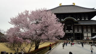 桜の東大寺