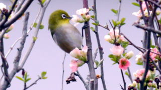 花とメジロ