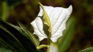 半夏生の花