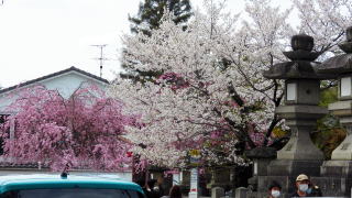 氷室の桜