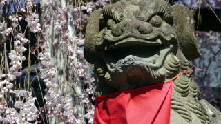 氷室神社のしだれ桜