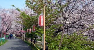 法蓮の桜