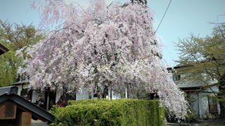 角館の桜