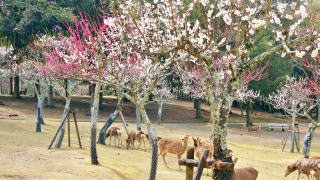 片岡梅林
