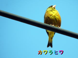 カワラヒワ