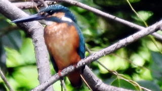 カワセミ