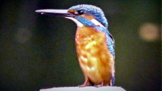 カワセミ大里公園