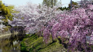 佐保川川路桜