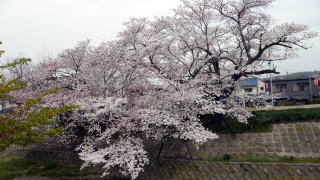 古木の桜
