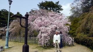近衛邸の糸桜