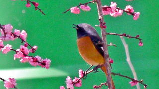 紅梅とジョウビタキ