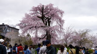 円山公園の花見