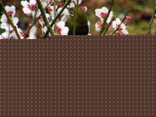 梅のメジロ