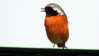 山陵町のジョウビタキ