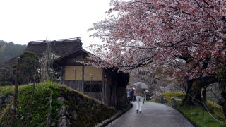 三多気の桜