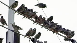 ムクドリ集団