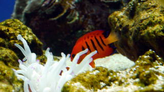 熱帯魚