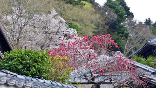 二月堂の桜