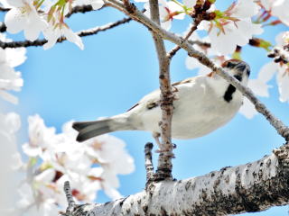 ニュウナイスズメ