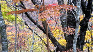 大台ヶ原の紅葉