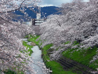 大宮橋の桜